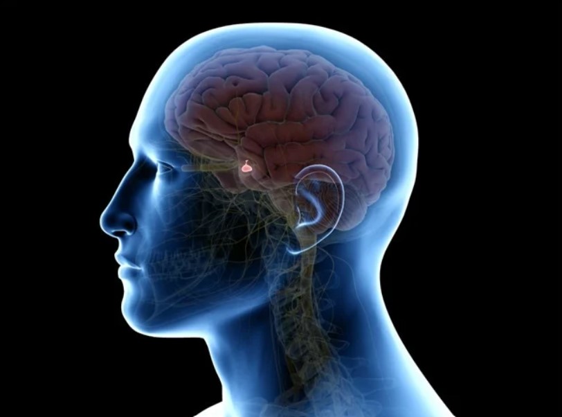 doenças-hipofise-dra-mariana-ataide-medica-endocrinologista-sao-paulo